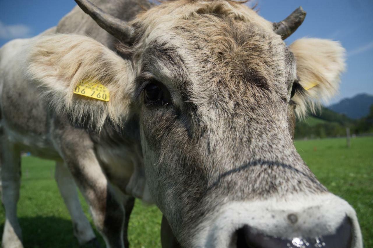 Geigers Ferienhaus Tiefenbach bei Oberstdorf 外观 照片