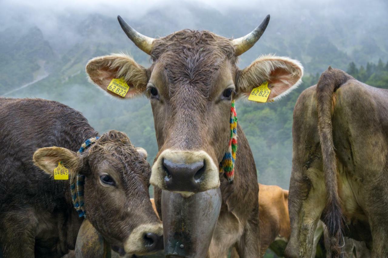 Geigers Ferienhaus Tiefenbach bei Oberstdorf 外观 照片